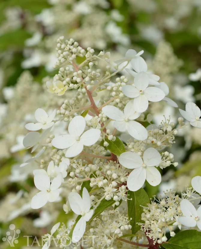 Mustilanhortensia – Hydrangea paniculata 'Mustila'