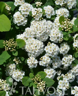 Koivuangervo 'Island' – Spiraea betulifolia