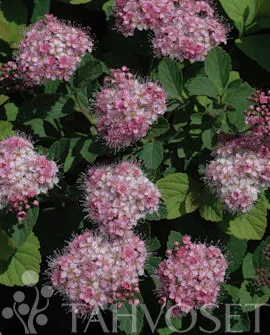 Rinneangervo – Spiraea densiflora