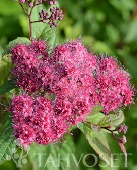 Ruusuangervo 'Froebelii' – Spiraea japonica