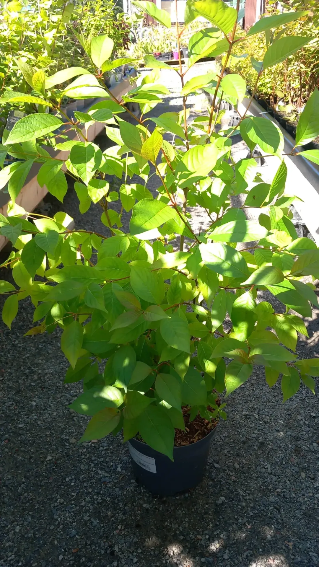 Nappikeräpensas – Cephalanthus occidentalis Myyntikoko 40–60