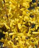 Komeaonnenpensas 'Golden Times' – Forsythia × intermedia Myyntikoko 40–60