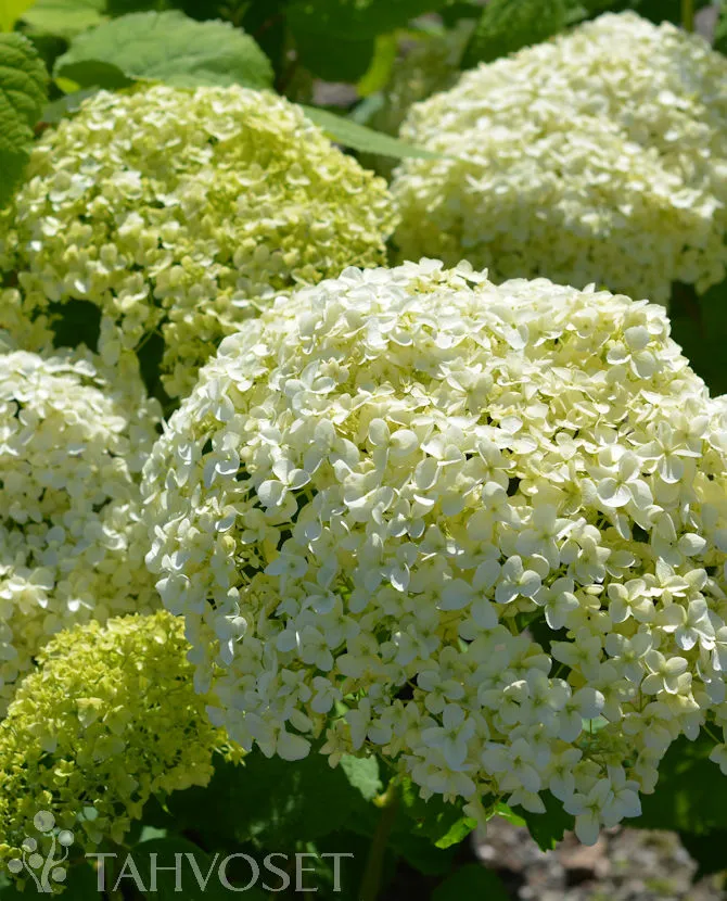 Pallohortensia 'Annabelle' – Hydrangea arborescens Myyntikoko 30–40