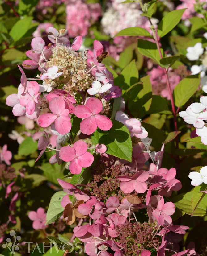 Syyshortensia 'Early Sensation' ('Bulk') PBR – Hydrangea paniculata Myyntikoko 20–30