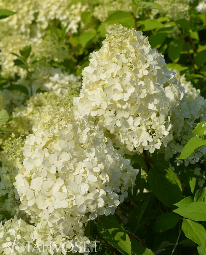 Syyshortensia 'Limelight' PBR – Hydrangea paniculata Myyntikoko 30–40