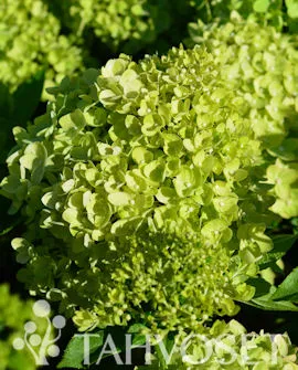 Syyshortensia 'Little Lime' ('Jane') PBR – Hydrangea paniculata Myyntikoko 30–40