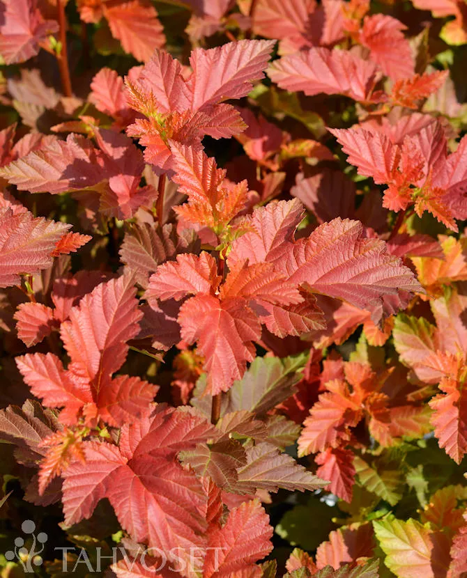 Heisiangervo AMBER JUBILEE 'Jefam' PBR (Physocarpus opulifolius) – At 3L