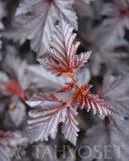 Purppuraheisiangervo MIDNIGHT 'Jonight' PBR (Physocarpus opulifolius) – At 3L