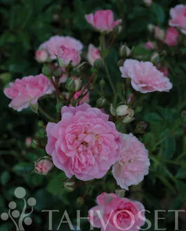 Maanpeittoruusu 'The Fairy' (Rosa) – At 2L