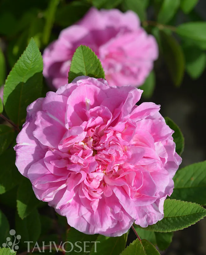 Teresanruusu 'Therese Bugnet' (Rosa) – At 3L