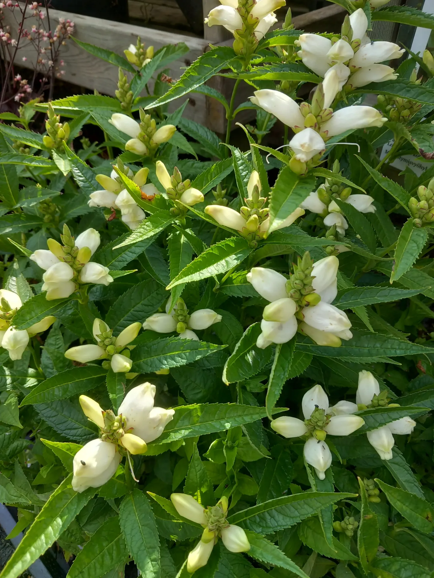 Konnanyrtti (Chelone obliqua) Alba – At 2L