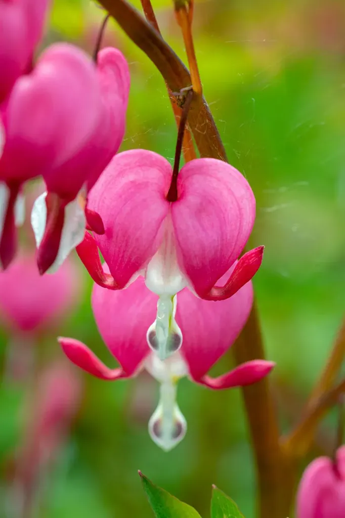 Särkynytsydän (Dicentra spectabilis) – At 5L