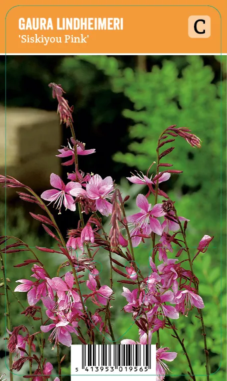 Sirokesäkynttilä ‘Siskiyou Pink’ – Gaura lindheimeri – Myyntikoko 5L