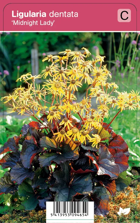 Kallionauhus ‘Midnight Lady’ – Ligularia dentata – Myyntikoko 5L