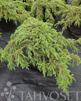 Kääpiökataja ‘Green Carpet’ – Juniperus communis – Myyntikoko 30–40 cm (3L)