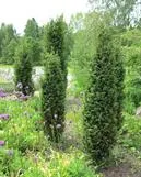 Pilarikataja ‘Suecica’ – Juniperus communis – Myyntikoko 30–40 cm (3L)