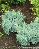 Sinikataja ‘Blue Star’ – Juniperus squamata – Myyntikoko 15–20 cm (3L)