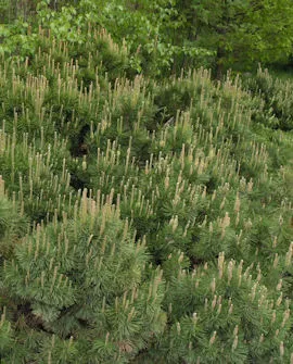 Kääpiövuorimänty – Pinus mugo var. pumilio – Myyntikoko 20–30 cm (3L)