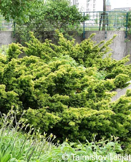 Kartiomarjakuusi ‘Hicksii’ – Taxus × media – Myyntikoko 30–40 cm (3L)