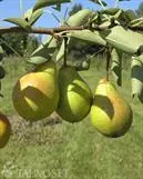 Päärynäpuu ‘Moskovskaja’ – Pyrus communis – Myyntikoko 150–250