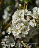 Kirsikkaluumu ‘Kometa’ – Prunus cerasifera – Myyntikoko 150–250