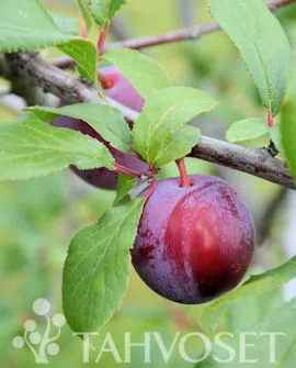 Luumu ‘Eurazia’ – Prunus domestica – Myyntikoko 150–250