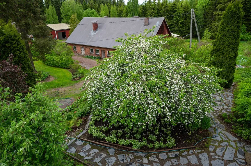 Rautatieomenapuu – Malus ‘Hyvingiensis’ – Myyntikoko 150–200 cm