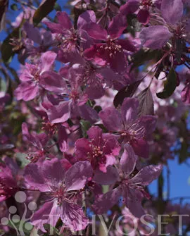 Purppuraomenapuu ‘Royal Beauty’ – Malus Purpurea-ryhmä – Myyntikoko 150–200 cm