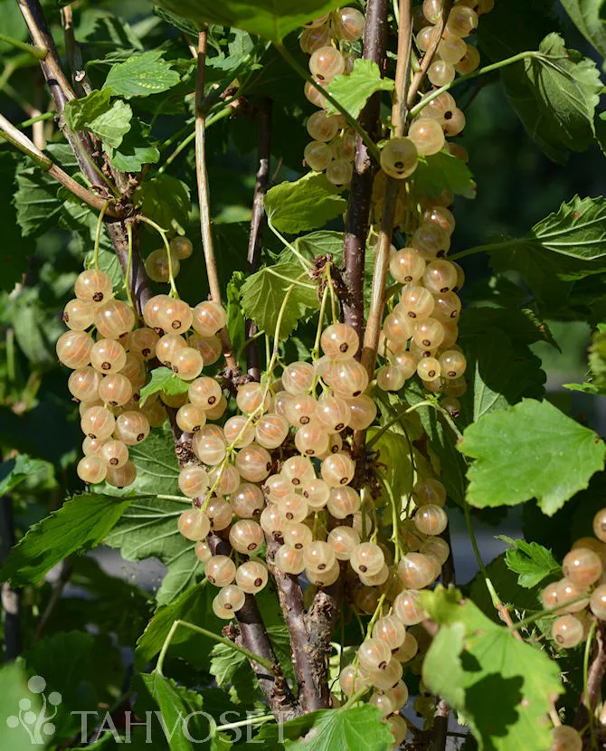 Valkoherukka ‘Lepaan Valkea’ – Ribes rubrum – Myyntikoko 3L