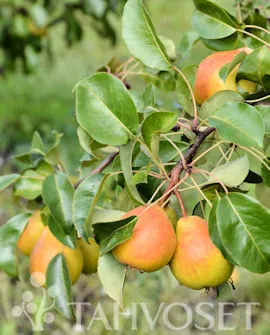 Päärynä ‘Lada’ – Pyrus communis – Myyntikoko 150–250 cm