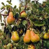 Päärynä ‘Vidnaja’ – Pyrus communis – Myyntikoko 150–250 cm