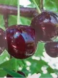 Makeakirsikka ‘Leningradin Musta’ – Prunus avium – Myyntikoko 150–250 cm