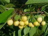 Makeakirsikka ‘Paula’ – Prunus avium – Myyntikoko 150–250 cm
