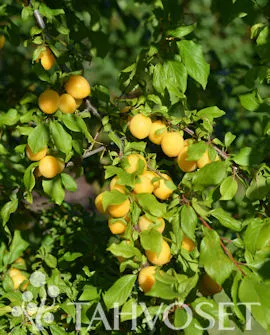 Kirsikkaluumu ‘Podarok St. Petersburg’ – Prunus cerasifera – Myyntikoko 150–250 cm