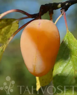 Luumu Laatokan Helmi ‘Onega’ – Prunus domestica – Myyntikoko 150–250 cm