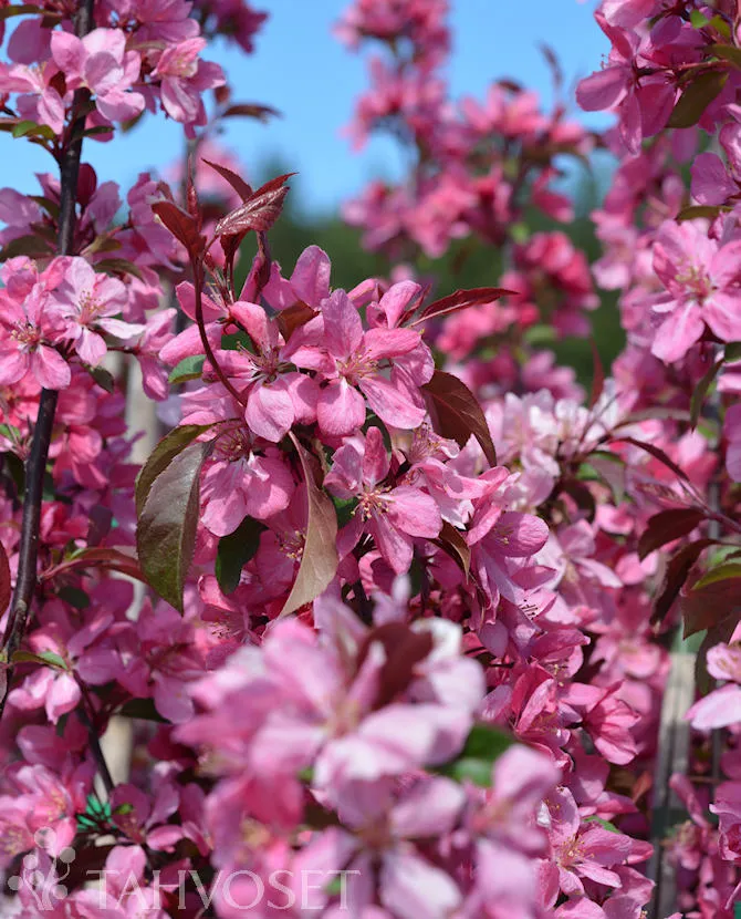 Purppuraomenapuu ‘Rixi’ – Malus Purpurea-ryhmä – Myyntikoko 150–200 cm