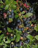 Pensasmustikka ‘Aino’ – Vaccinium Angustifolia -ryhmä
Myyntikoko 30–40 cm | Ruukkukoko 2L