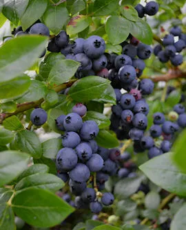 Pensasmustikka ‘Jorma’ – Vaccinium Angustifolia -ryhmä
Myyntikoko 30–40 cm | Ruukkukoko 2L