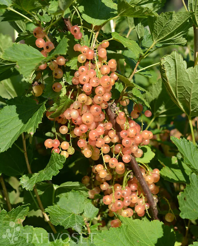 Punaherukka ‘Aili’ – Ribes rubrum
Myyntikoko 3L