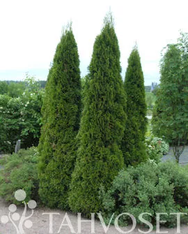 Timanttituija ‘Smaragd’ – Thuja occidentalis
Myyntikoko 80–100 cm