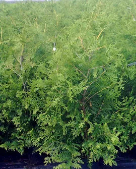 Kartiotuija ‘Brabant’ – Thuja occidentalis
Myyntikoko 200–225 cm