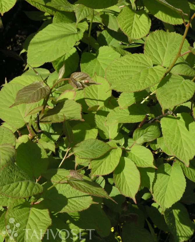 Kiinanlaikkuköynnös ‘Annikki’ FinE – Actinidia kolomikta
Myyntikoko 2L