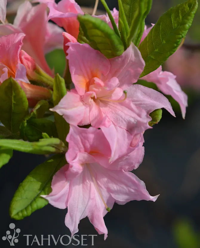 Atsalea ‘Ruususen Uni’ FinE – Rhododendron x Rustica -ryhmä
Myyntikoko 30–40 cm | Ruukkukoko 3L