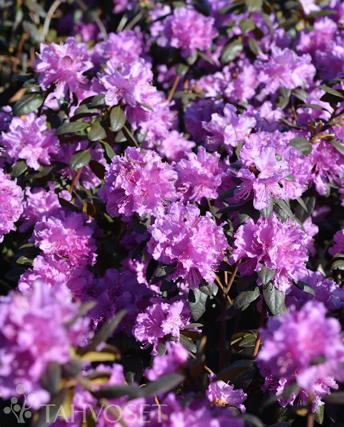 Dahurianalppiruusu ‘Kustavi’ – Rhododendron dauricum
Myyntikoko 25–40 cm