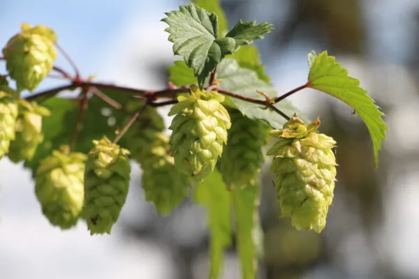 Humala ‘Kähäri’ – Humulus lupulus 'Kähäri'