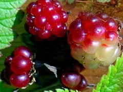 Mesimarja ‘Pima’ – Rubus arcticus 'Pima'