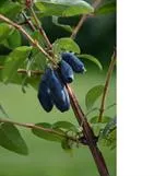 Hunajamarja ‘Lebeduska’ – Lonicera caerulea 'Lebeduska'
