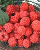 Vadelma ‘Maurin Makea’ – Rubus idaeus 'Maurin Makea'