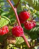 Vadelma ‘Muskoka’ – Rubus idaeus 'Muskoka'