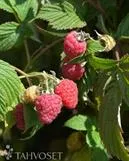 Vadelma ‘Stiora’ – Rubus idaeus 'Stiora'